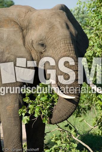 Afrikanischer Elefant (87 von 131).jpg